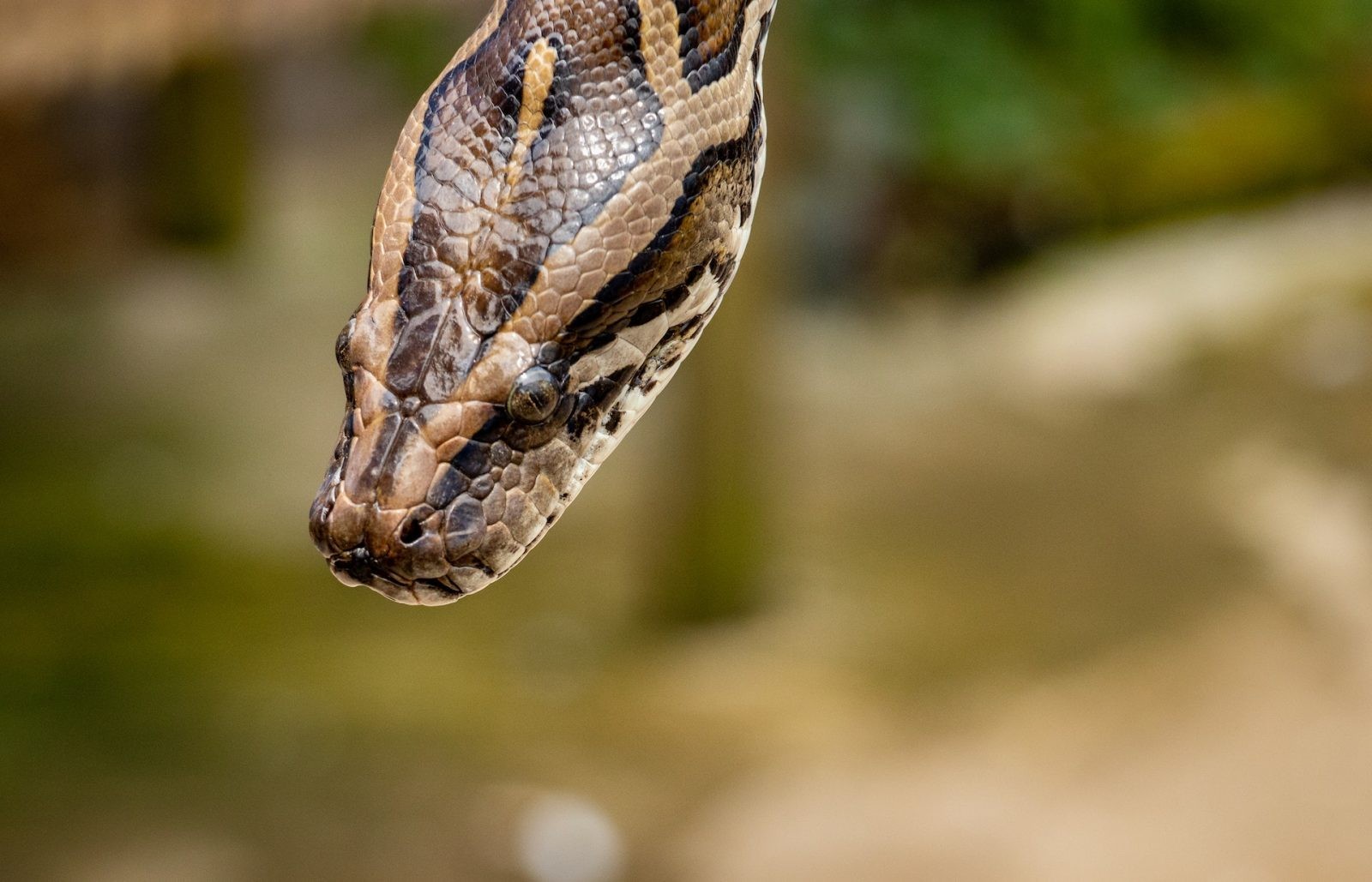 Pyton siatkowy to najdłuższy wąż na świecie /Fot. Pexels
