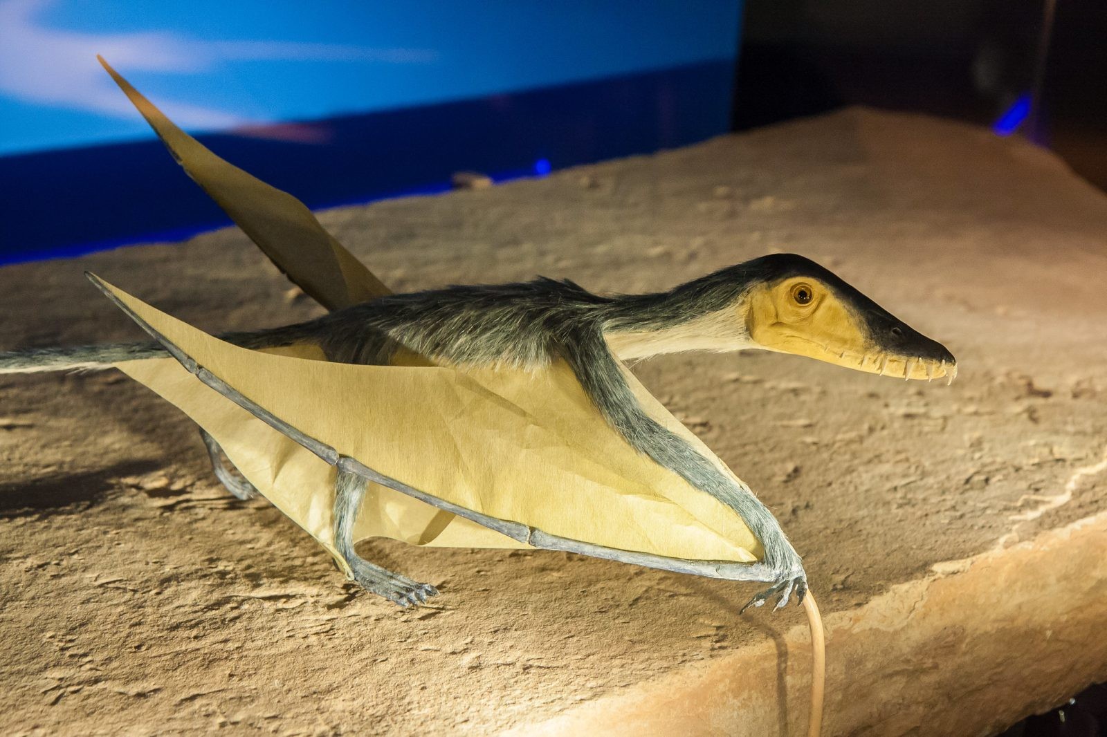 Gigantyczny pterozaur przemierzał kiedyś niebo. Znalezione szczątki od nowa piszą historię tych zwierząt