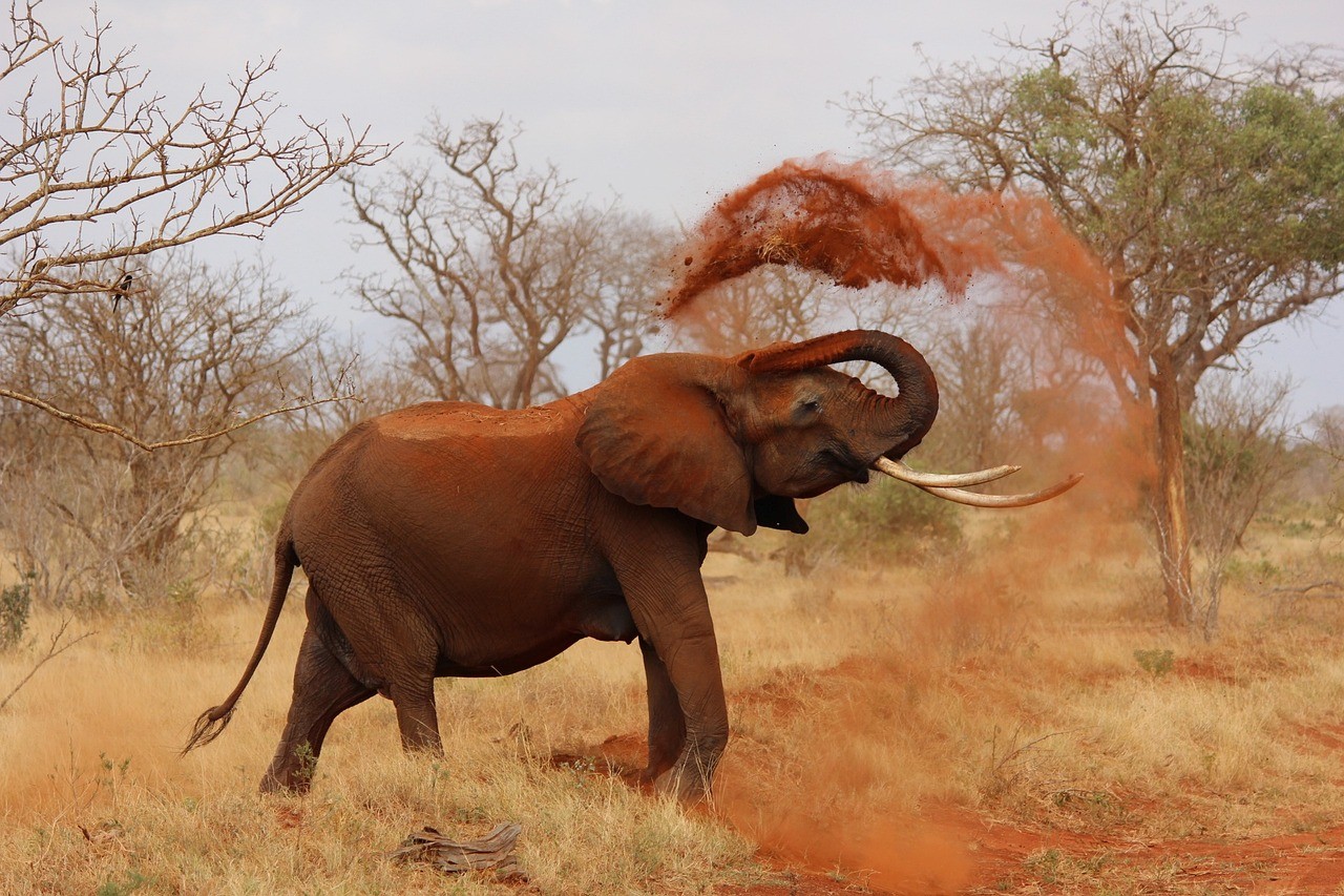 Trąba słonia jest naprawdę fascynująca &#8211; teraz zbadano, po co jej włosy /Fot. Pixabay
