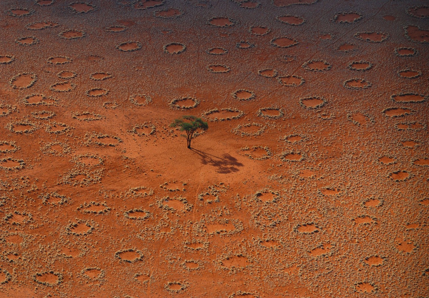 Kręgi na pustyni Namib to nie efekt samoregulacji traw, jak do tej pory sądzono /Fot. MyBestPlace

