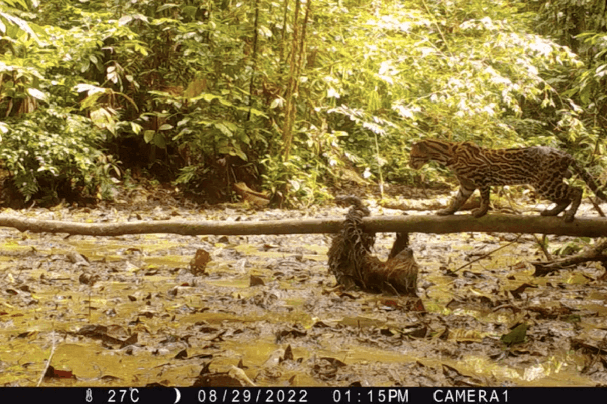 Niezwykłe nagranie pokazuje spotkanie leniwca z ocelotem
