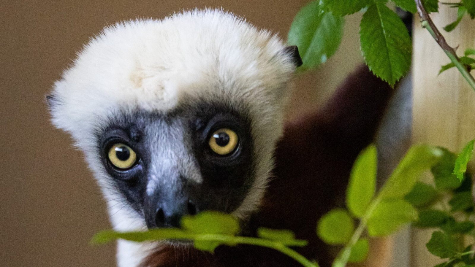 Lemur sifaka Coquerel /Fot. Zoo Berlin
