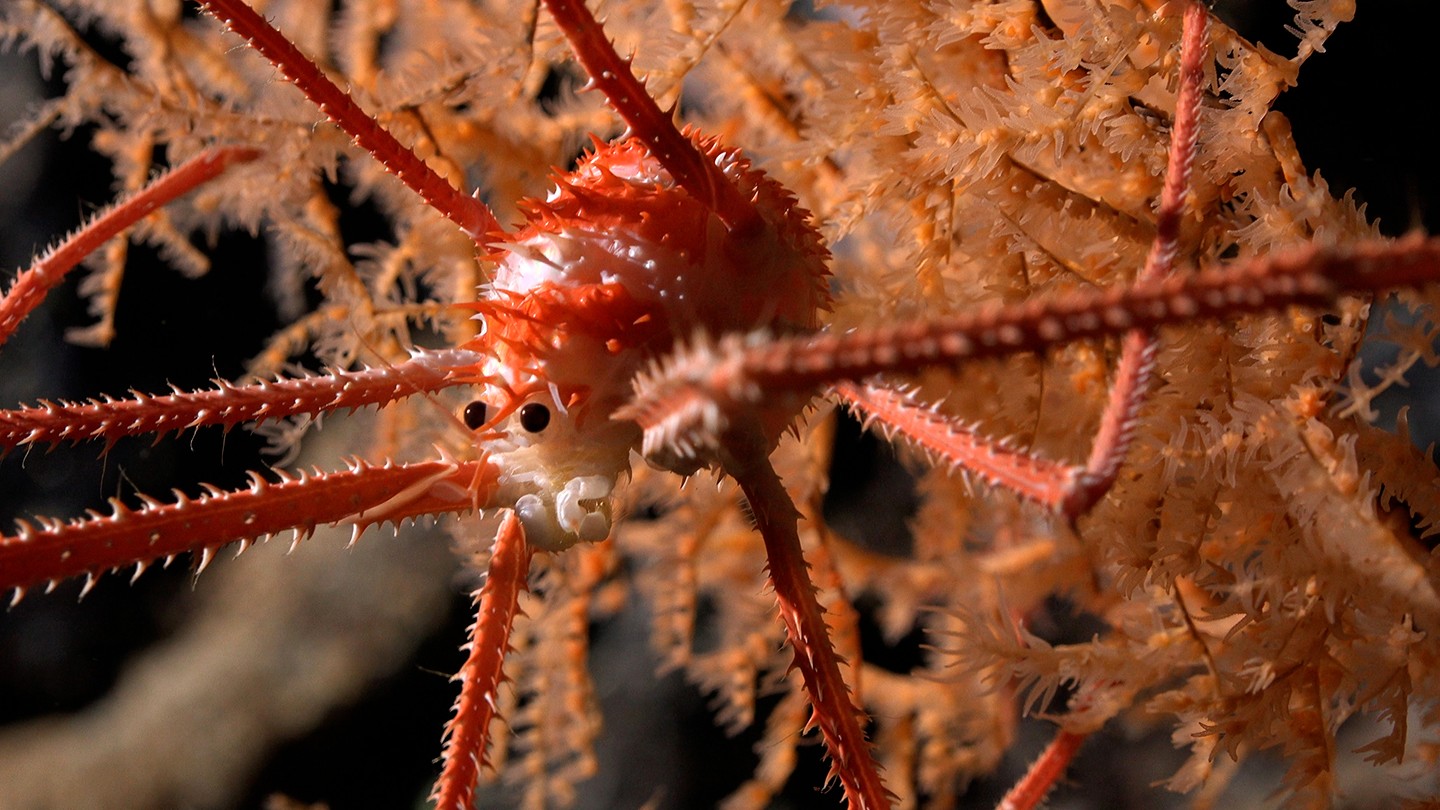 Przysadzisty homar to jeden z nowo odkrytych gatunków /Fot. Schmidt Ocean Institute
