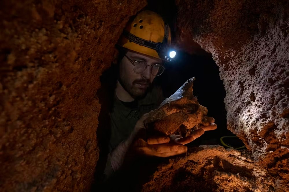 Tim Ziegler wydobywający skamieniałe kości z jaskini / źródło: Rob French/Muzeum Wiktorii, materiały prasowe
