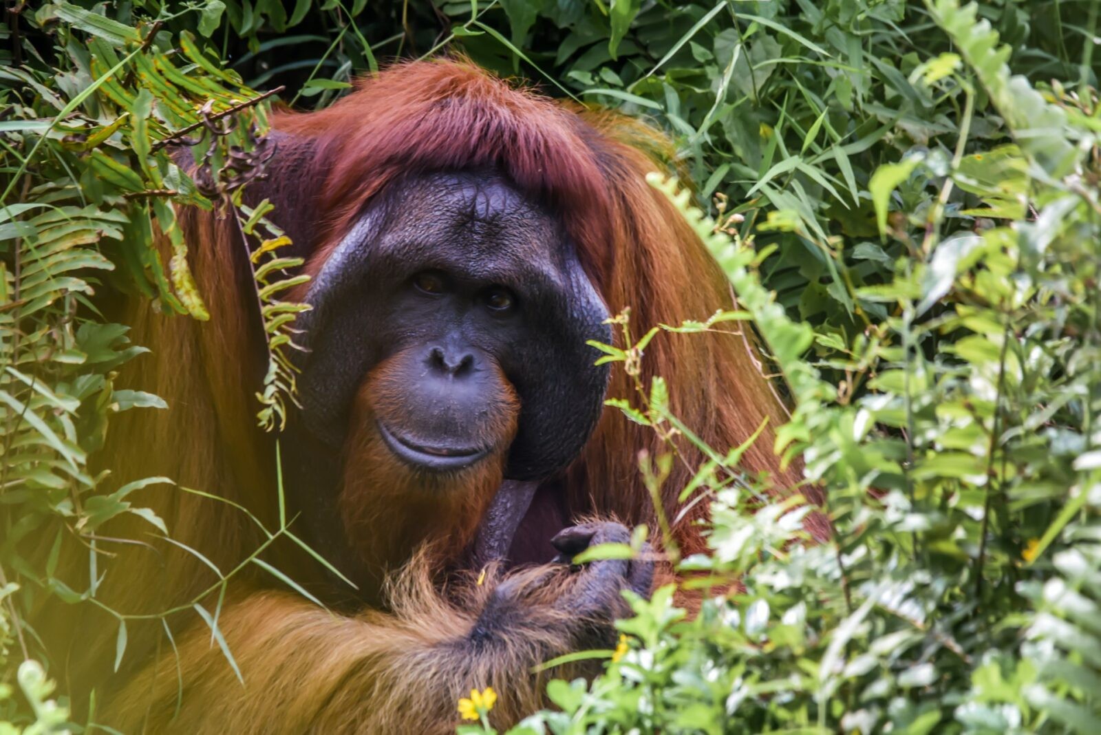 Orangutan &#8211; zdjęcie poglądowe /Fot. Unsplash
