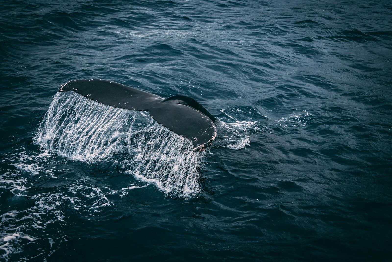 Płetwal błękitny &#8211; zdjęcie poglądowe /Fot. Pexels
