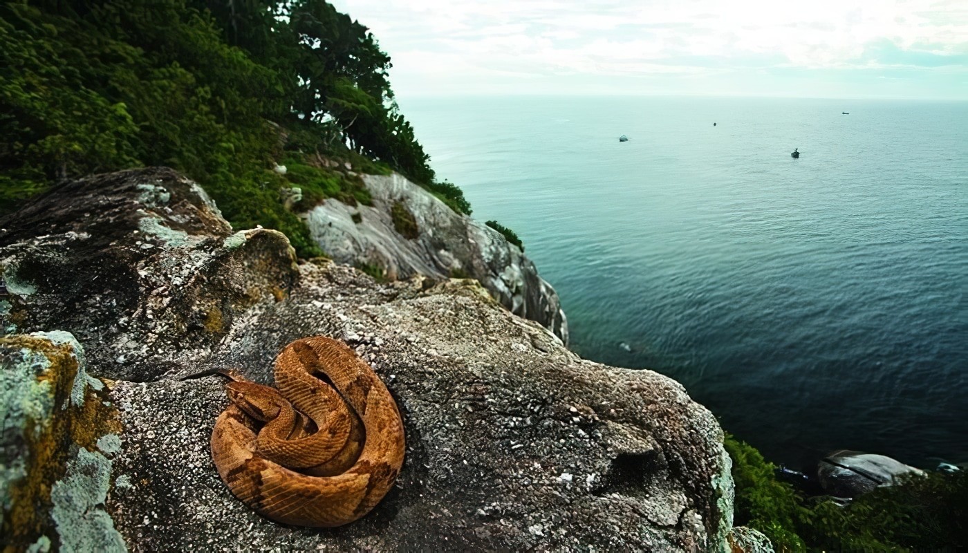 Wyspa Węży
