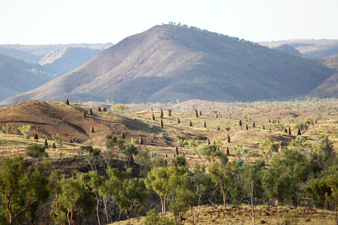 Przykładowy pejzaż z kopcami termitów w Australii Zachodniej / źródło: Ouderkraal, Wikimedia Commons, CC BY-SA 3.0
