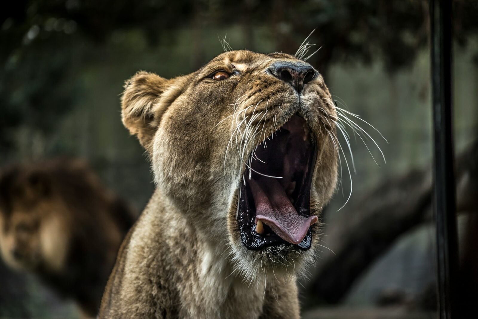 Jakiego drapieżnika najbardziej boją się zwierzęta z Australii? /Fot. Unsplash
