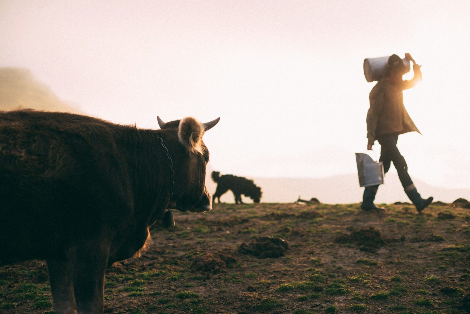 Czy krowie mleko można produkować bez udziału krów? /Fot. Unsplash
