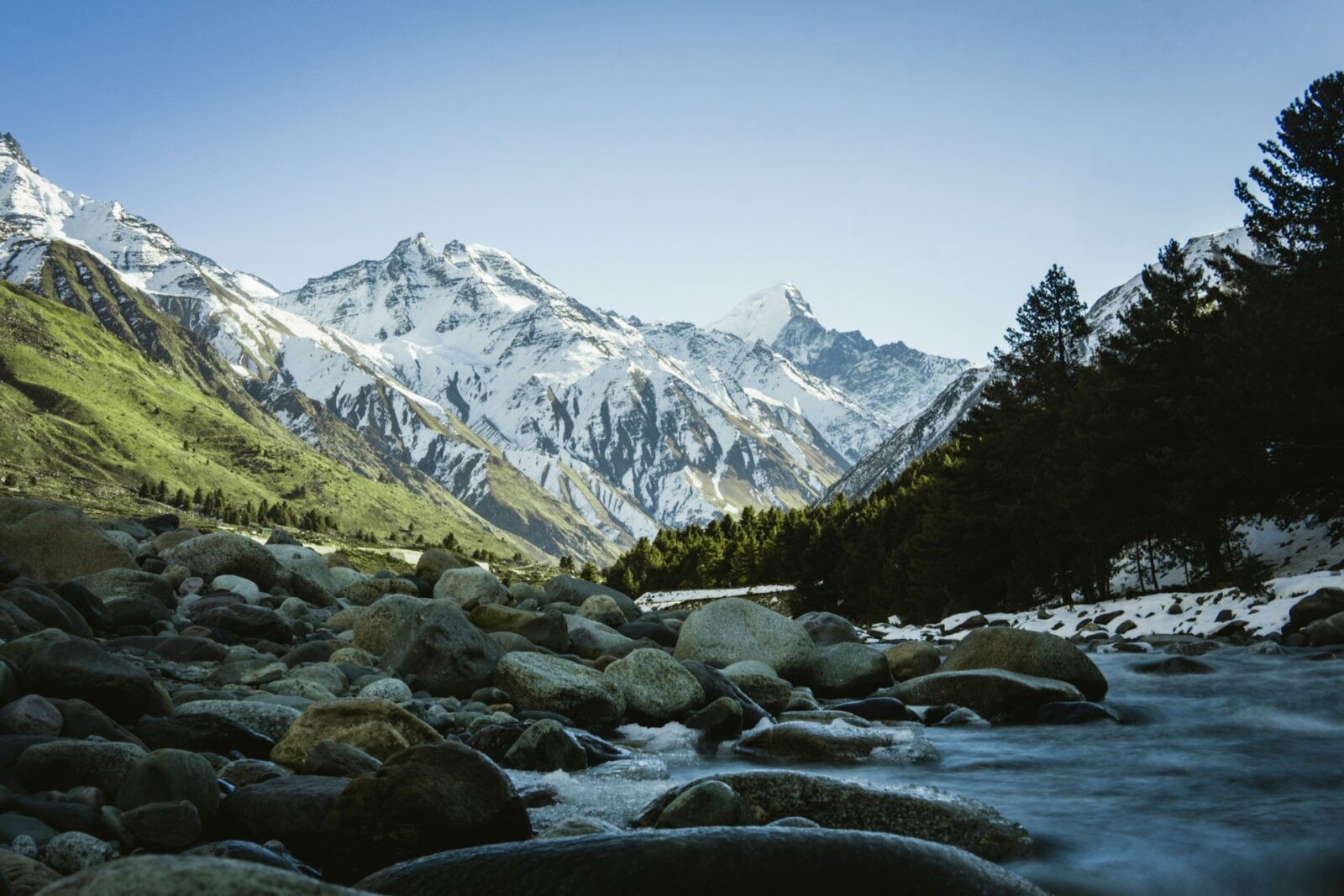 Niepozorna niebieska mrówka zamieszkuje Himalaje /Fot. Unsplash
