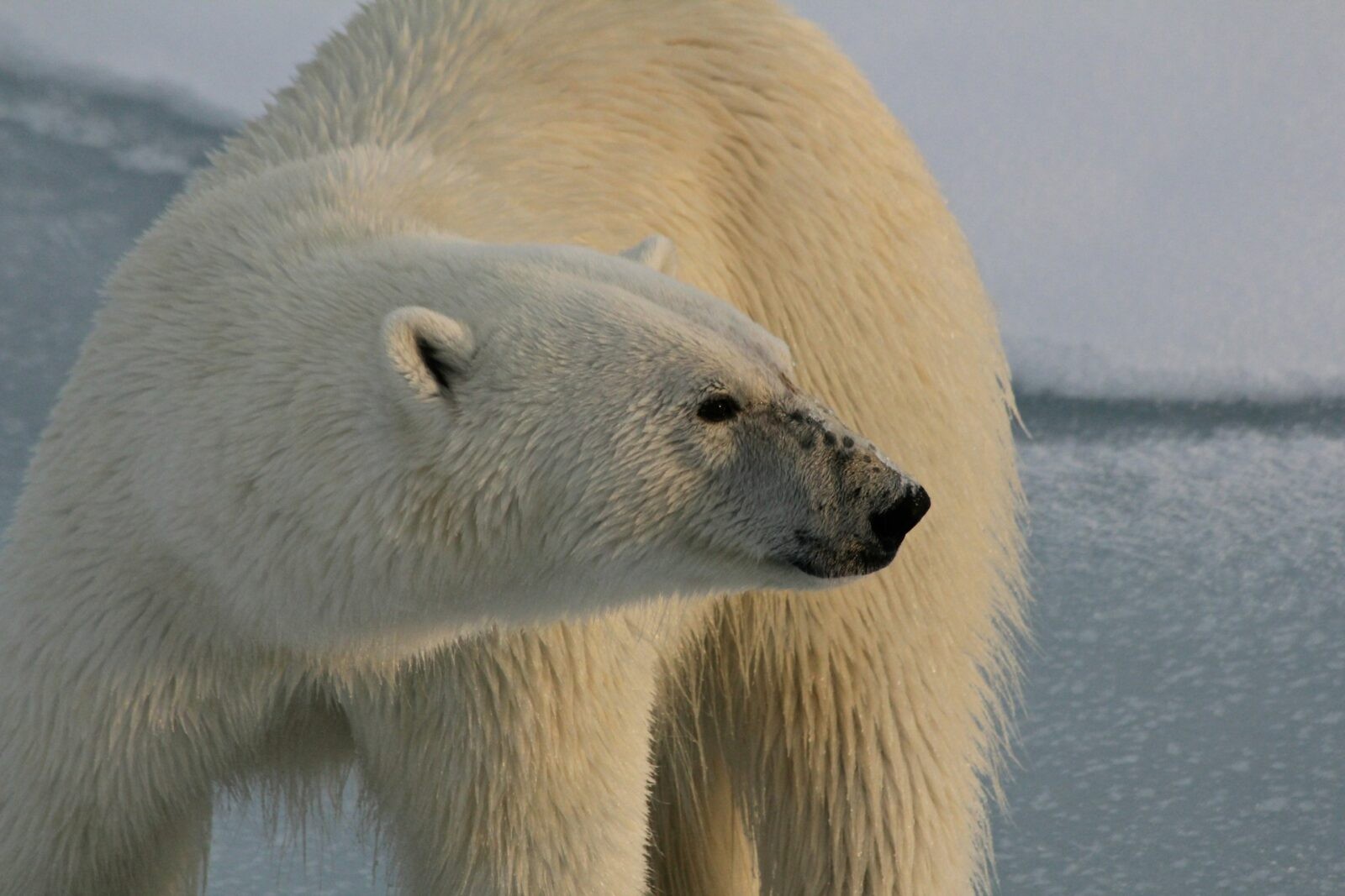 Niedźwiedź polarny &#8211; zdjęcie poglądowe /Fot. Unsplash
