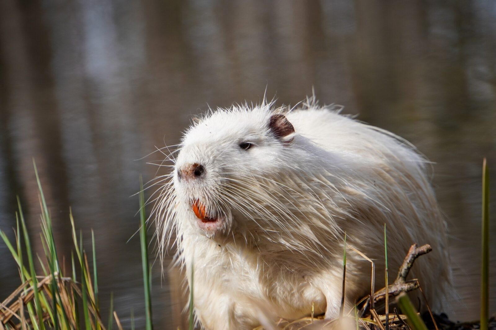 Nutria &#8211; zdjęcie poglądowe /Fot. Pixabay
