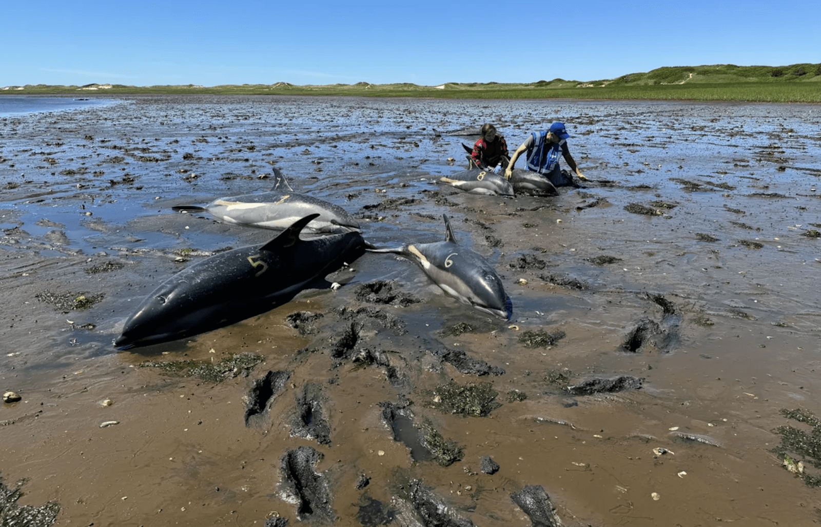 Delfiny wyrzucone na brzeg w Cape Cod /Fot. IFAW
