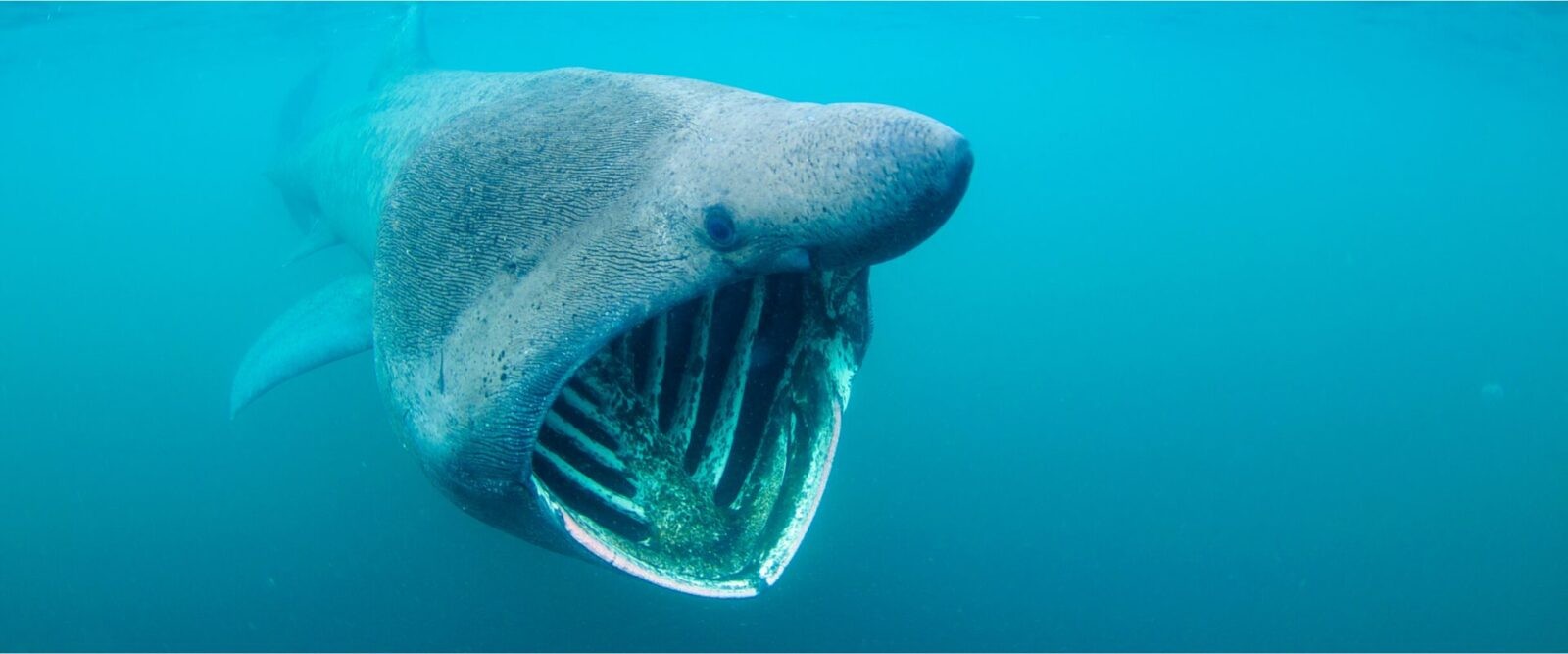 Rekin olbrzymi &#8211; zdjęcie poglądowe /Fot. Basking Shark Scotland
