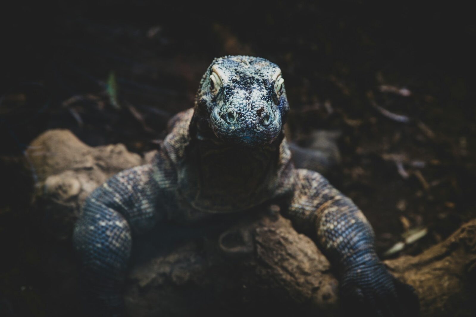 Smok z Komodo &#8211; zdjęcie poglądowe /Fot. Unsplash
