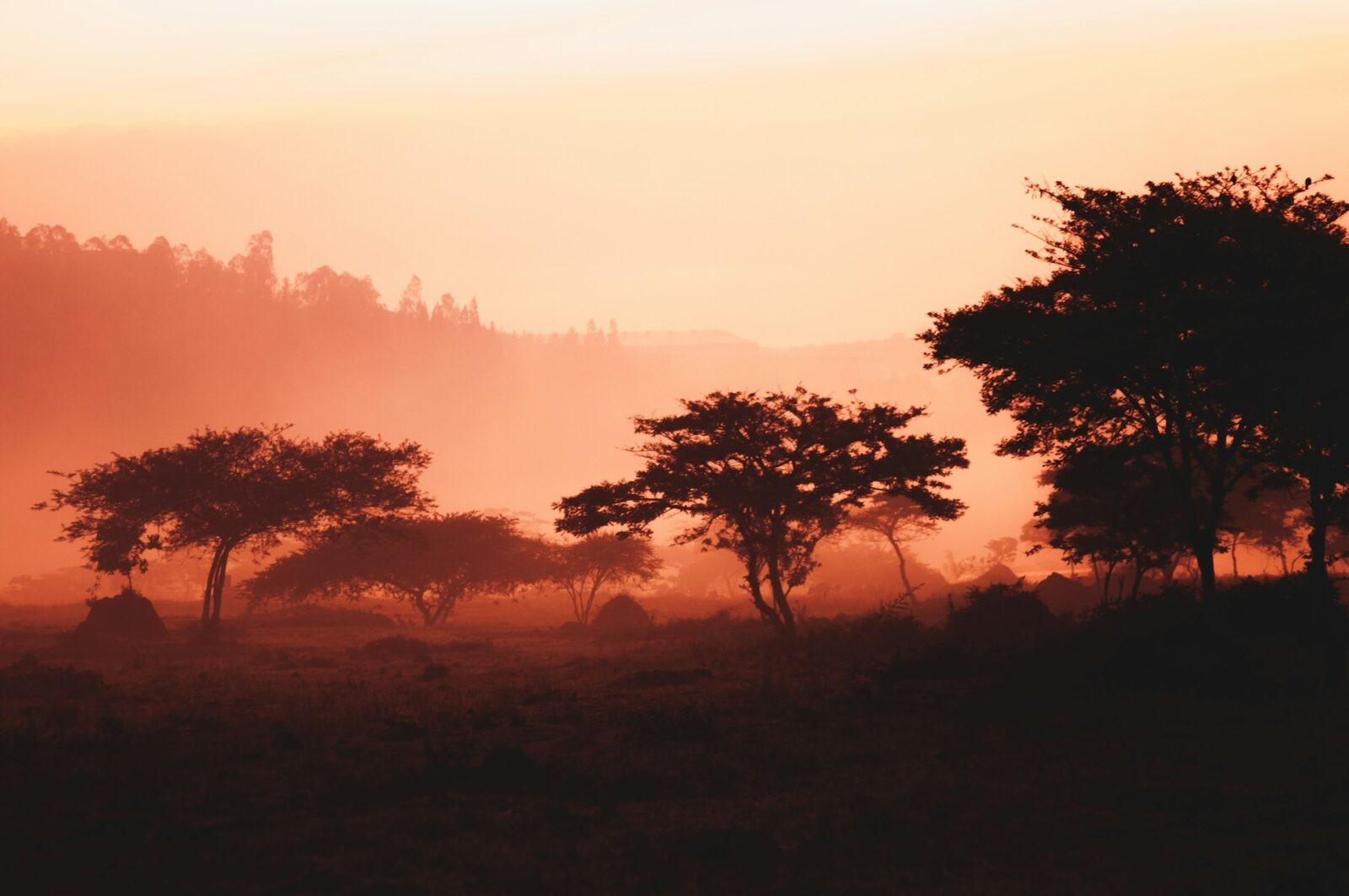 Rwanda &#8211; krajobraz /Fot. Unsplash
