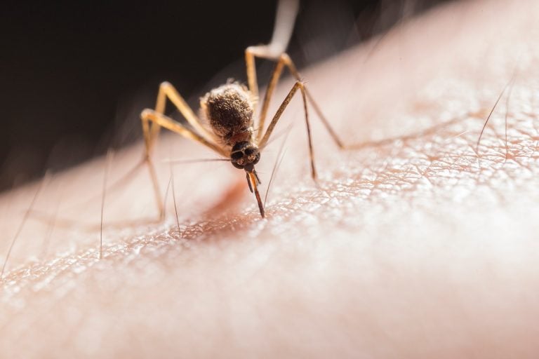 Dlaczego komary atakują jednych częściej niż innych? Naukowcy wyjaśniają