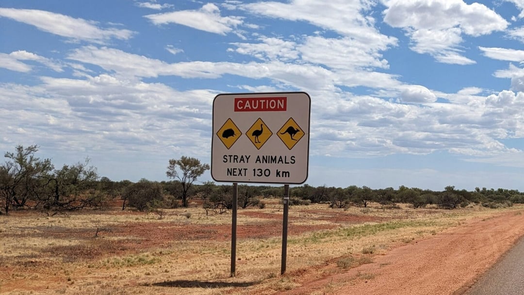 Śmiertelne spotkania na australijskich drogach. Kazuary ważące 70 kg giną pod kołami samochodów