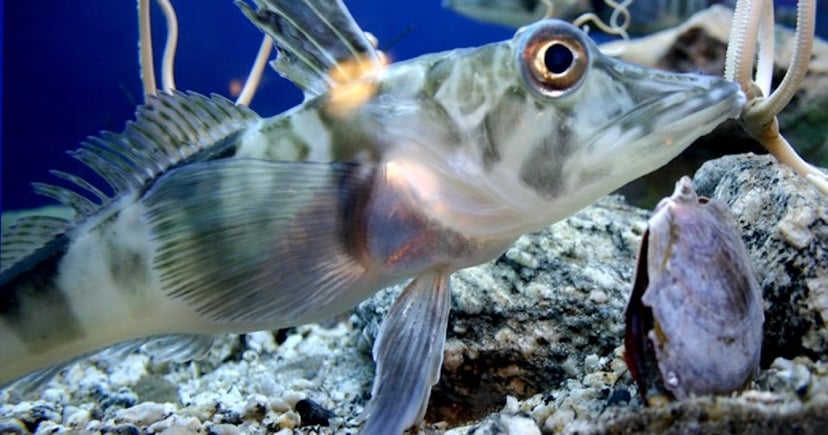 Przezroczysta krew i niezwykłe serce. Te antarktyczne stworzenia łamią zasady biologii