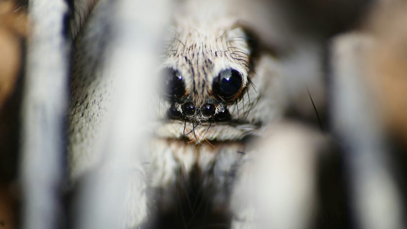 Nowy gatunek pająka z kalifornijskich wydm. Przez lata żyliśmy w błędzie