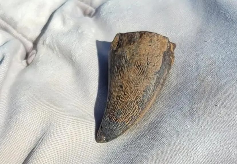 Odkryli oceanicznego giganta w miejscu, gdzie nie powinien był przetrwać. Jego historia jest fascynująca