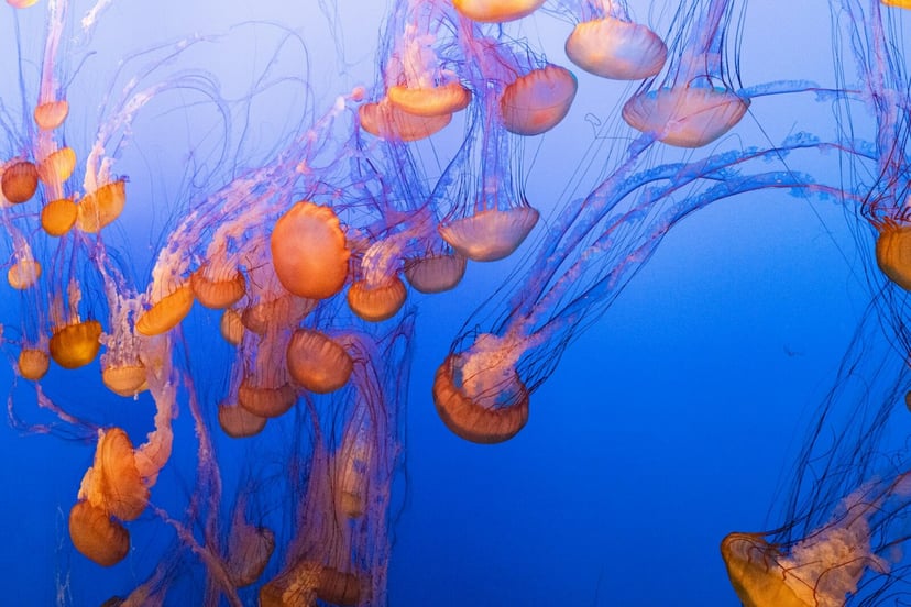 10 najbardziej ekstremalnych organizmów na Ziemi