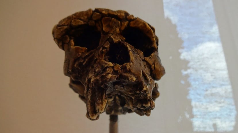 Ma siedem milionów lat i był bliższy człowiekowi, niż ktokolwiek sądził. Badania ujawniły nieznaną stronę hominida z Czadu