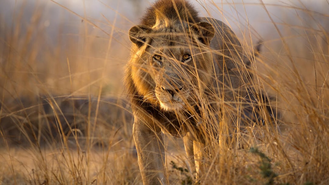 1400 dni w jednym miejscu. Królestwo zwierząt – historia, której natura nie pozwala zapomnieć