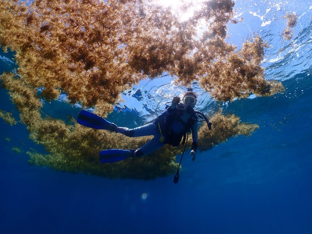 Morze Sargassowe jako jedyne nie posiada brzegu. Im więcej o nim wiemy, tym dziwniejsze się staje