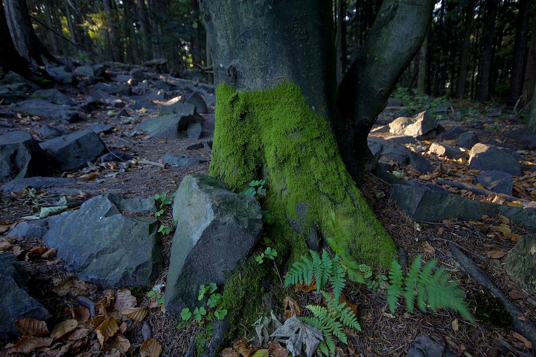 Starożytna celtycka moneta spoczywała w miejscu bitwy pod Kliszowem. Archeolodzy potwierdzili wyjątkowe odkrycie