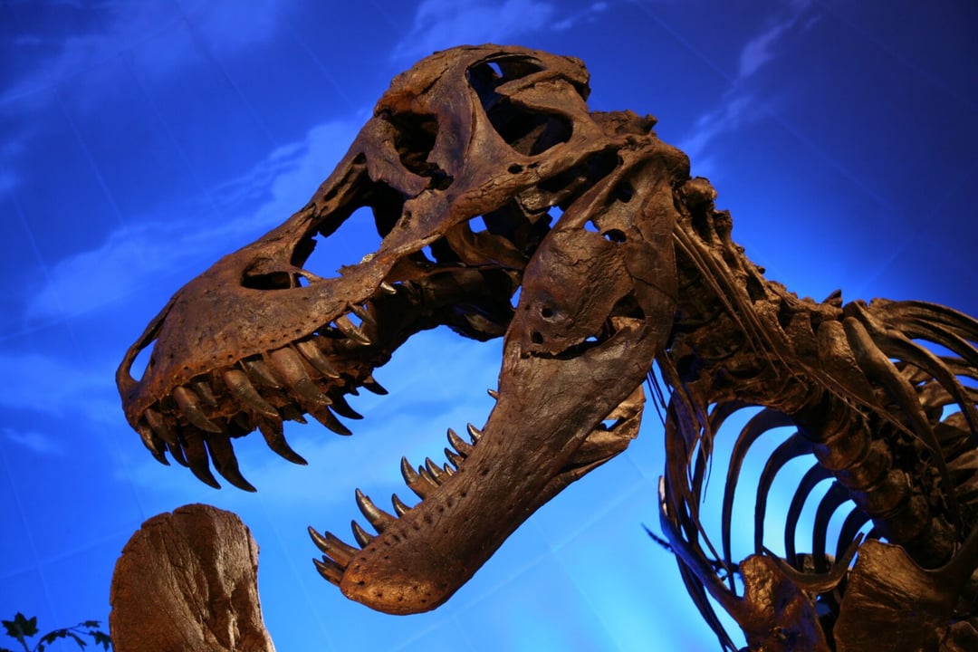 Ogromny tyranozaur siał postrach nawet w erze dinozaurów. Paleontolodzy mówią o brakującym ogniwie