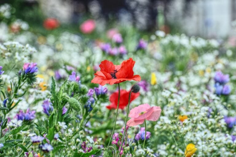 W tym roku postaw na chaos gardening. Trend dla tych, którzy wolą odpoczywać w ogrodzie, niż z nim walczyć