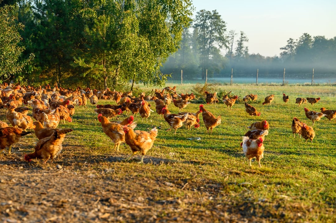 Badania naukowców z SGGW potwierdzają: Kurczak Zagrodowy ma więcej wartości odżywczych niż konwencjonalny brojler. To ważne dla naszego zdrowia!