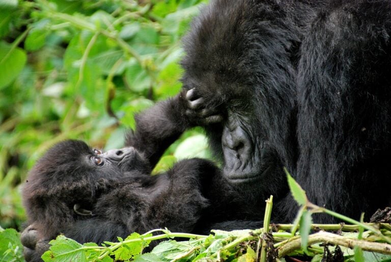 Jak David Attenborough napędził turystyczny boom w Rwandzie? Niezwykła historia największej małpy świata