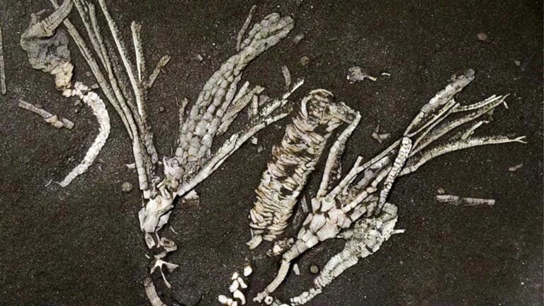 Paleontolodzy dokonali odkrycia jednego na milion. W skamielinie starszej od dinozaurów odnaleźli tkanki miękkie