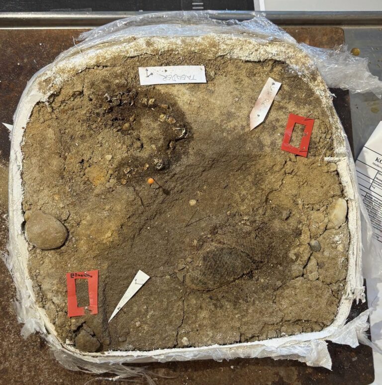 Archeolodzy czegoś takiego jeszcze nie widzieli. W grobie wikińskiej dziewczynki przetrwała niezwykła zawartość