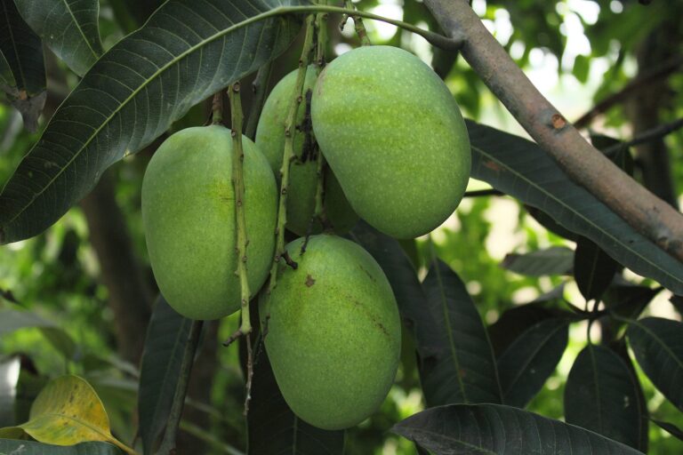 Mango zamiast cytryny. Jak ocieplenie zmienia europejskie rolnictwo?