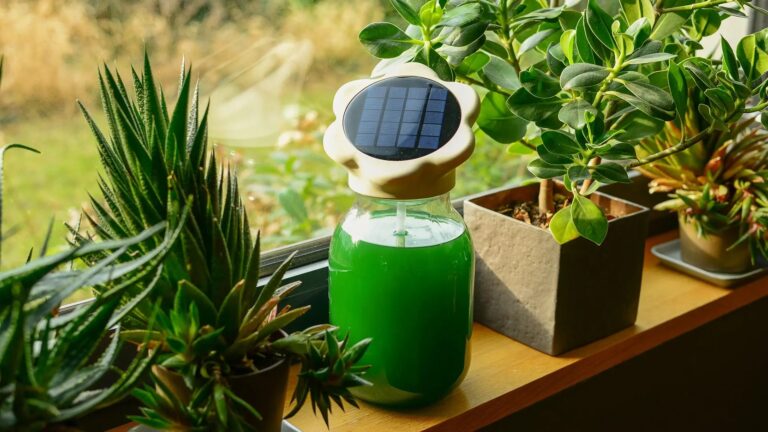 Wyhoduj spirulinę na własnym parapecie. Genialny pomysł polskiej studentki
