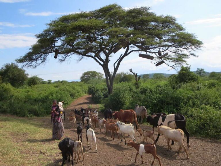 Etiopia posadzi 50 miliardów drzew. Trwa wielka akcja zalesiania