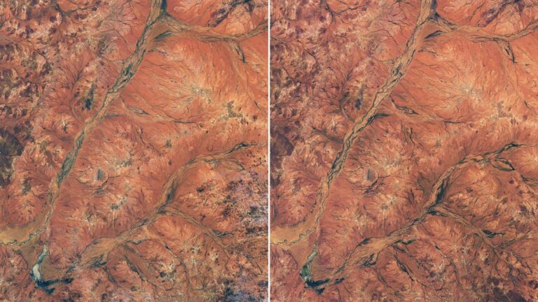 NASA uwieczniła przemianę australijskiej pustyni. Z kosmosu widać morze kwiatów
