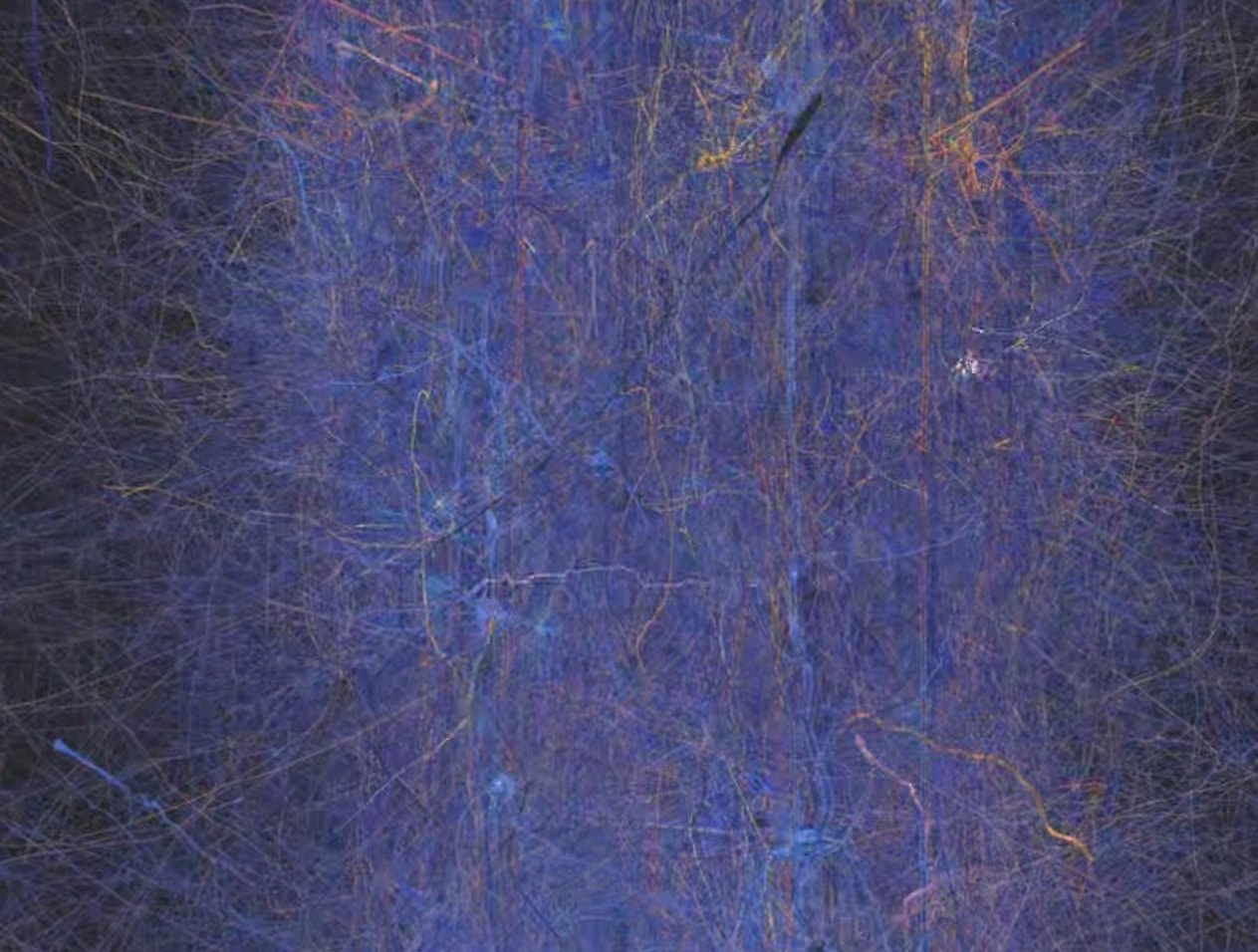 Ludzki mózg potrafi tworzyć struktury o 11 wymiarach. Są na to dowody