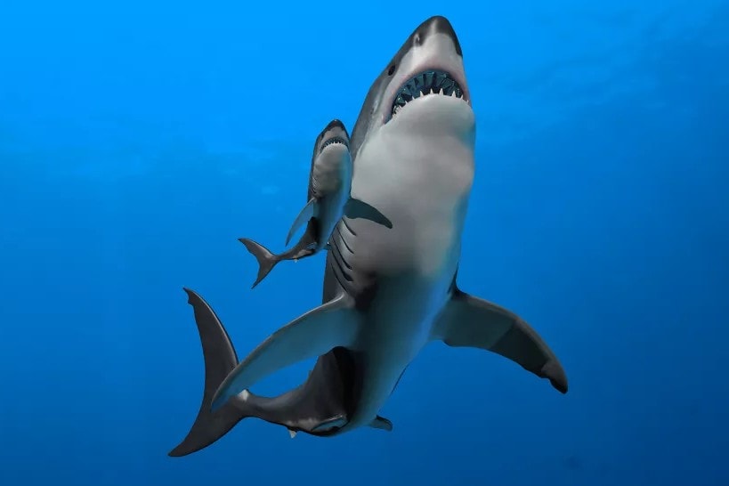 Kanibalizm w łonie matki. Młode megalodonów pożerały swoje rodzeństwo