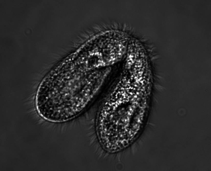 Komputer z jednokomórkowych organizmów – orzęsek – po raz pierwszy wykonał obliczenia